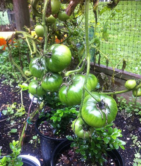 Be Brave Be Brutal When It Comes To Late Season Tomato Growing The