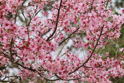 Where to See Cherry Blossoms in Texas | Texas Heritage for Living