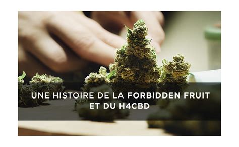 Forbiden Fruit H4cbd Lhistoire De Cette Variété