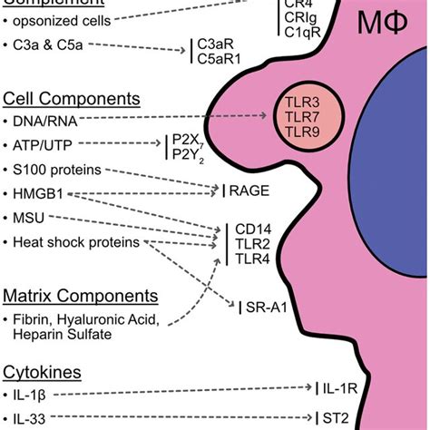 Of Potential Interactions Between Macrophages And Cell Death