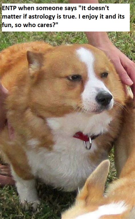 This fat corgi had too much meme potential to ignore : r/mbtimemes