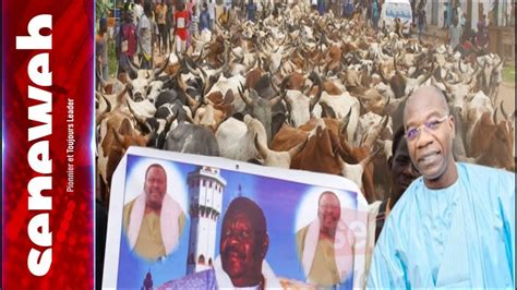 Magal Touba L Arriv E Du Troupeau De Serigne Saliou Ndiguel