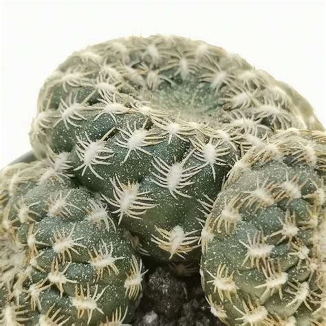 Sulcorebutia Arenacea F Prolifera Cm Cactaceae Giromagi