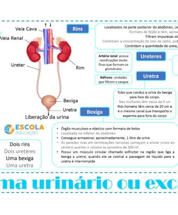 Mapa Mental Sistema Muscular Baixe Em Pdf Gratis Sistema Muscular The