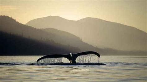 Las ballenas ayudan a enfriar la Tierra mitigando el cambio climático