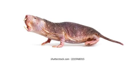 178 Naked mole rat 图片库存照片和矢量图 Shutterstock