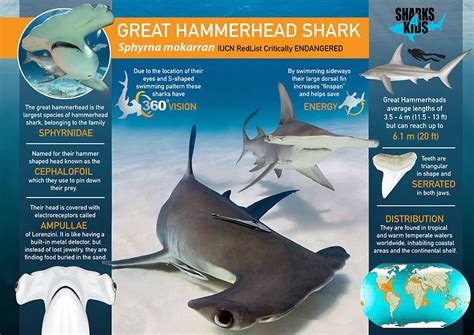 Great Hammerhead Super Power Shark Poster Sharks For Kids Shark