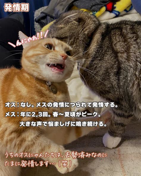 【驚愕】オス猫とメス猫の違い8選｜こんなに違うの！？（ねこぞー） エキスパート Yahooニュース