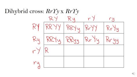 How To Set Up Punnett Squares Dihybrid