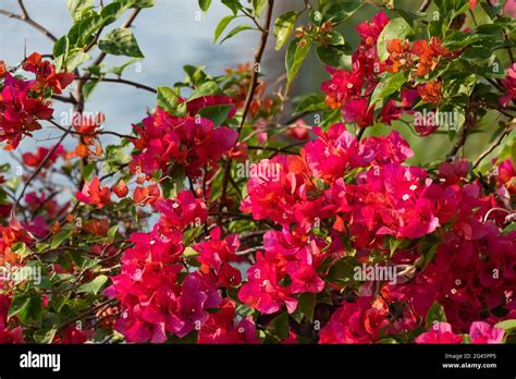 Beautiful Blooming Bougainvillea Spectabilis Willd Stock Photo Alamy