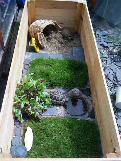 How To Properly Take Care Of A Big Tortoise Terrario Tortuga Casa