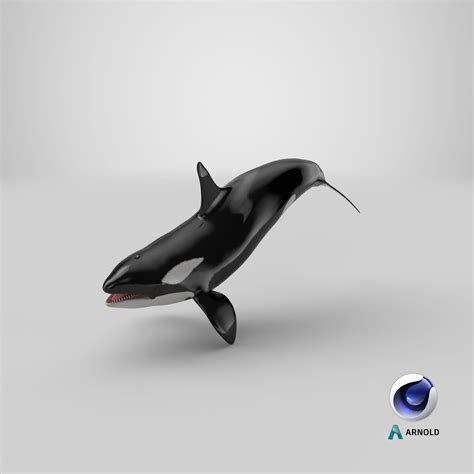 Pose De Natación De Orcas Modelo 3d 79 3ds C4d Fbx Ma Obj Max