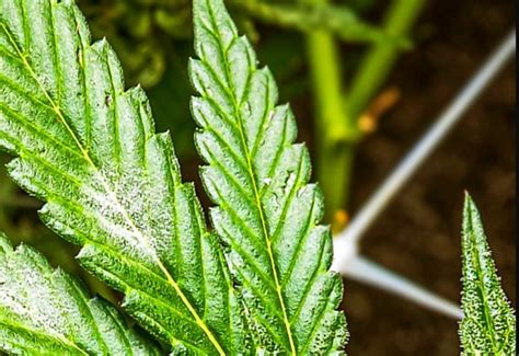 Powdery Mildew Cannabis