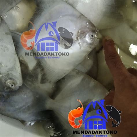 Jual Ikan Bawal Putih Fresh Size Kecil Seafood Hasil Laut Segar