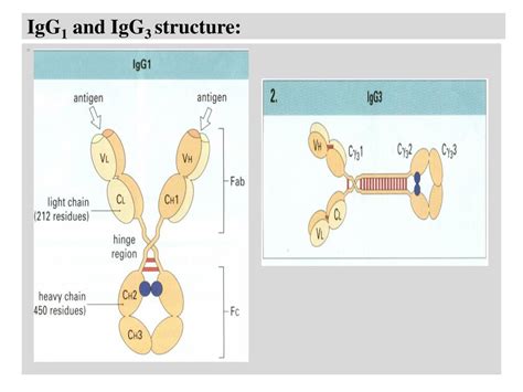 PPT Immunoglobulins Cytokines And Complement System PowerPoint