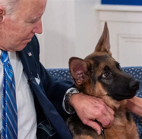 Bisse im Weißen Haus Joe Biden hat ein Hunde Problem WELT