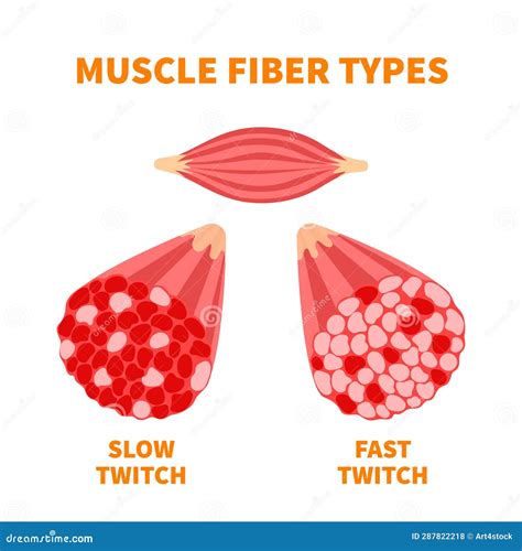 Illustration Des Types De Fibres Musculaires à Torsion Lente Et à Torsion Rapide Illustration De