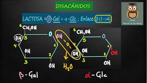 F Rmulas De Disac Ridos Maltosa Lactosa Sacarosa Formaci N Del