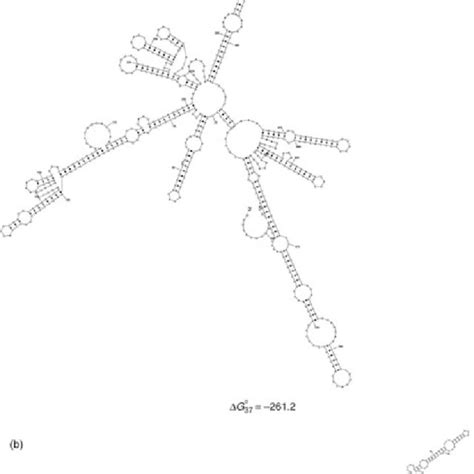 Schematic Representation Of 28s Rrna Predicted Secondary Structures And