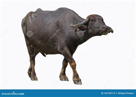 Black Female Asian Buffalo On White Background Stock Photo Image Of