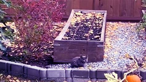 Chaton terrifié en pleine nuit la vidéo de son sauvetage a fait