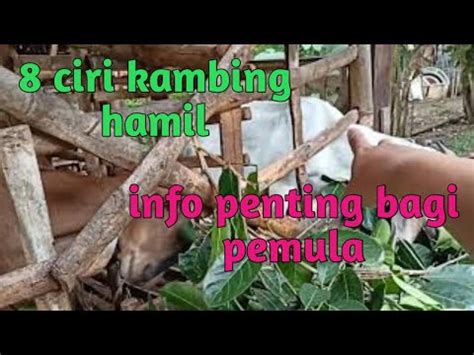 Ciri Ciri Kambing Hamil Wajib Di Ketahui Oleh Pemula Youtube