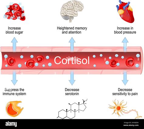 Cortisol Health Effects Of Hormone Adrenal Gland Increased And