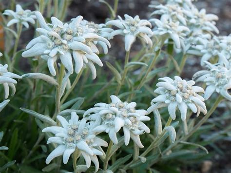 Edelweiss