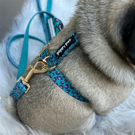 Pettorina Ad H Strap Per Cani Aqua Leopard Piggy Pet