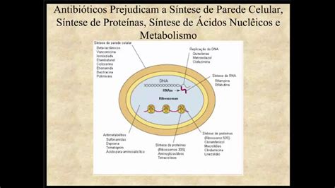 Aprenda Plugado BACTERIOLOGIA Aula 06 Slide 2 Antib Que