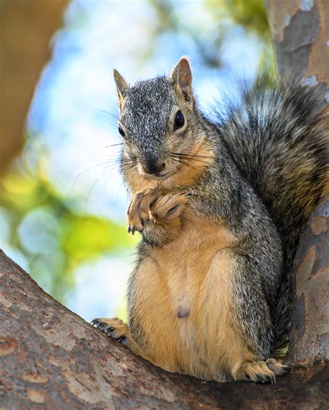 🔥a Male Squirrel Can Actually Smell A Female In Heat From Up To A Mile