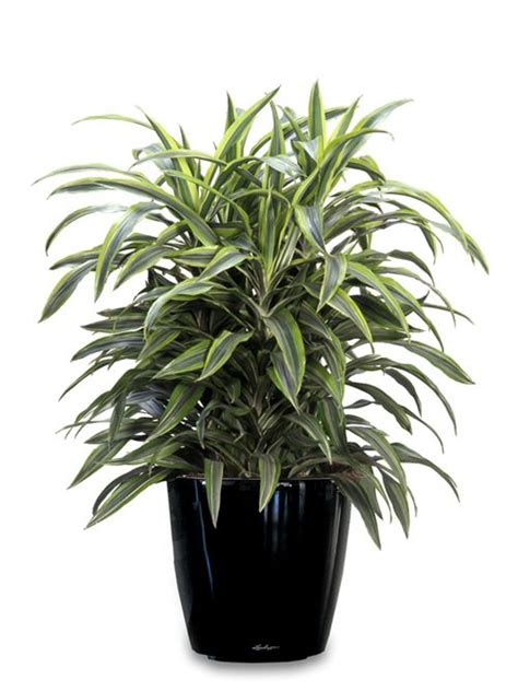 Dracaena Warneckii Lemon Lime Low Light Plants Indoor Plants Cool