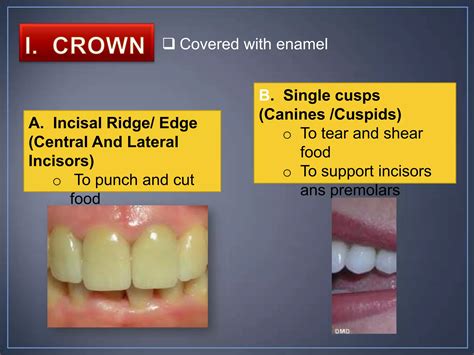 Physiology Of Teeth And Its Supporting Structures Ppt