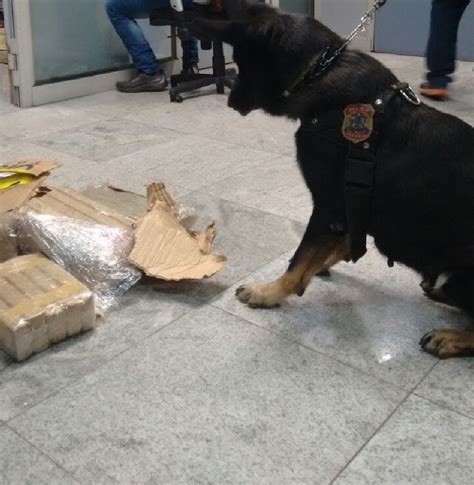 Cães farejadores ajudam PF a descobrir 29 4 quilos de maconha em malas