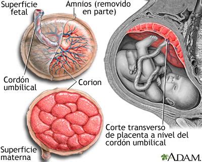 Anatomía y Fisiología de la Placenta Mind Map