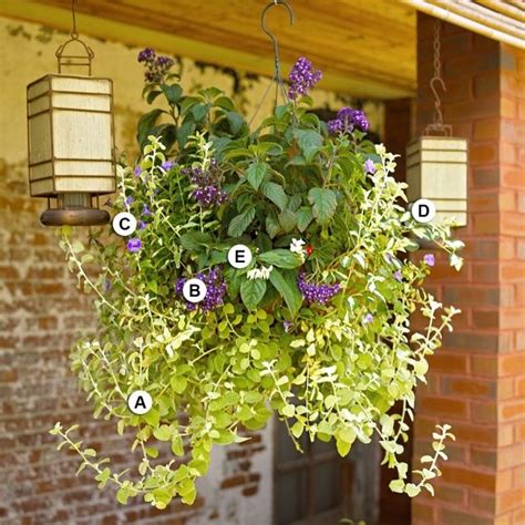 Trailing Plants Or Hanging Baskets Hanging Plants Plants For Hanging Baskets Hanging Basket