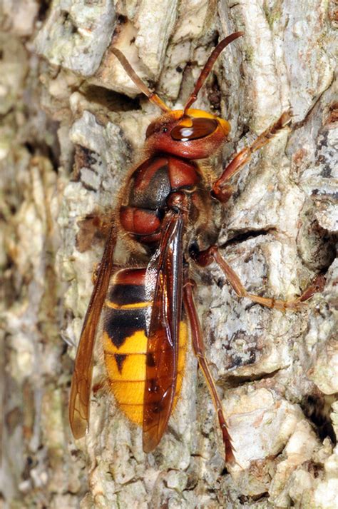 “murder” Hornets Should You Panic Probably Not Heres Why Purdue University Pestandcrop