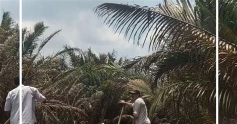 Oil Palm Plantation Expenses Max Oliver