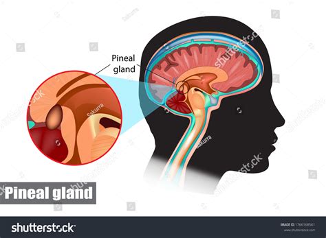 Im Genes De Gl Ndula Pineal Im Genes Fotos Y Vectores De Stock