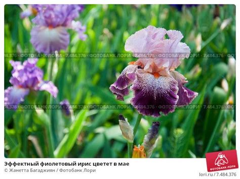 Эффектный фиолетовый ирис цветет в мае | Блум, Фиолетовый, Ирисы