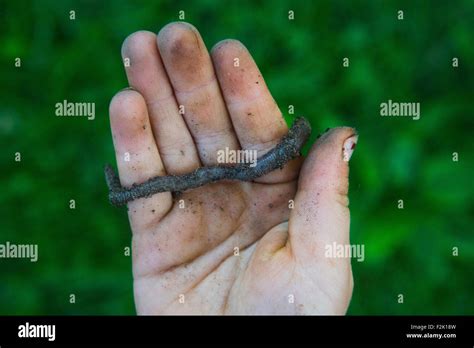 Earthworms Children High Resolution Stock Photography And Images Alamy