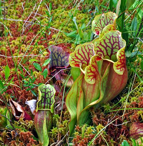 Northern Pitcher Plant Special Vegetation Orchids More