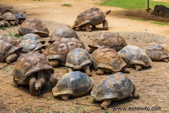 Qué tipo de tortuga tengo Consejos fáciles de identificación