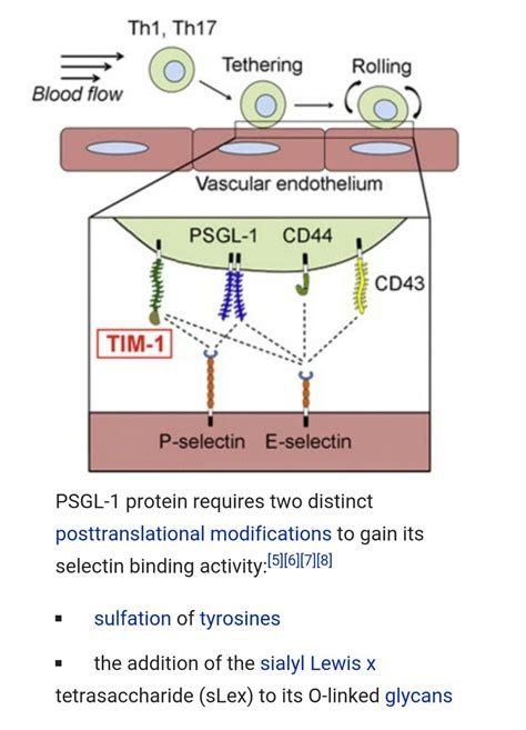 Receptors For P Selectin Immunology Tyrosine Vascular