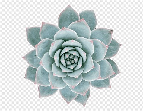 Verde Azulado Y Rosa Planta Suculenta Echeveria Agavoides P Jaro