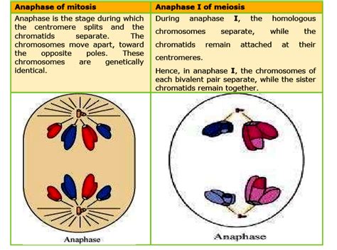 Anaphase 1 Meiosis