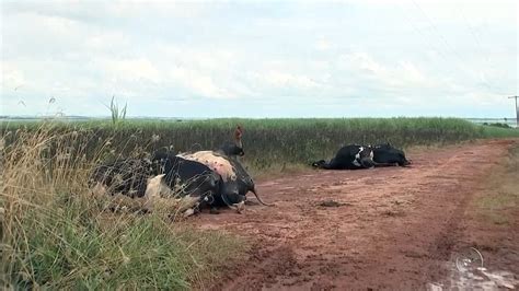 Vacas morrem eletrocutadas após fio de alta tensão cair em pasto São