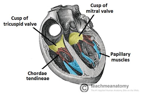 Chordae Tendineae Broken Heart Modernheal