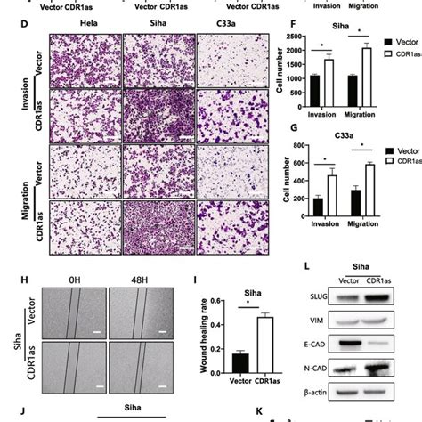 Cdr As Promoted Metastasis Of Cervical Cancer Cells A B C Cdr As