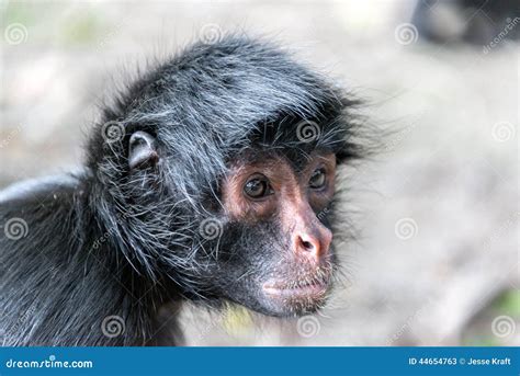 Spider Monkey Face Closeup stock image. Image of rurrenabaque - 44654763